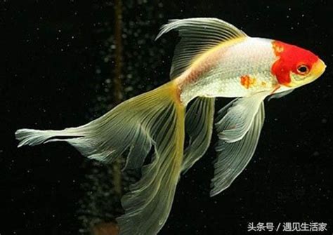 燕尾草金魚|都說草金魚好養，你知道它分幾類嗎？來看看金魚的祖先吧！